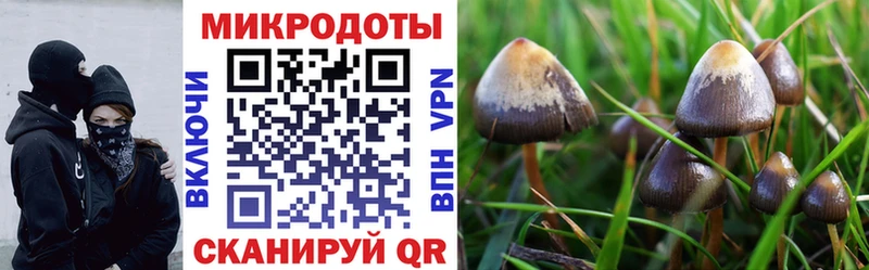 Галлюциногенные грибы Psilocybe  Елец 